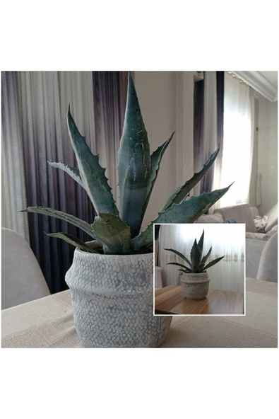 Dekoratif Saksıda Agave Americana - 1