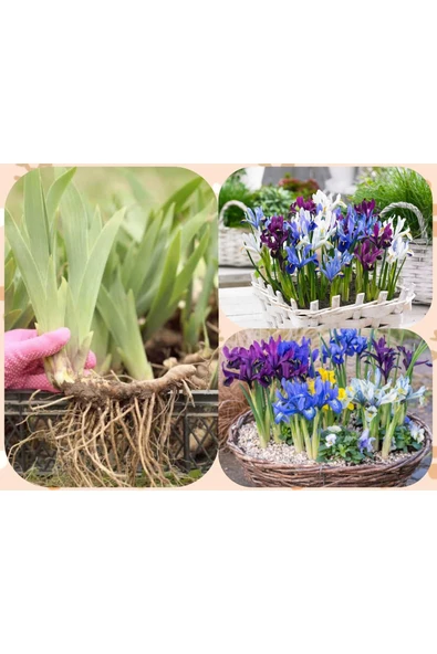 25 adet saksılık iris süsen soğanı Germany İris