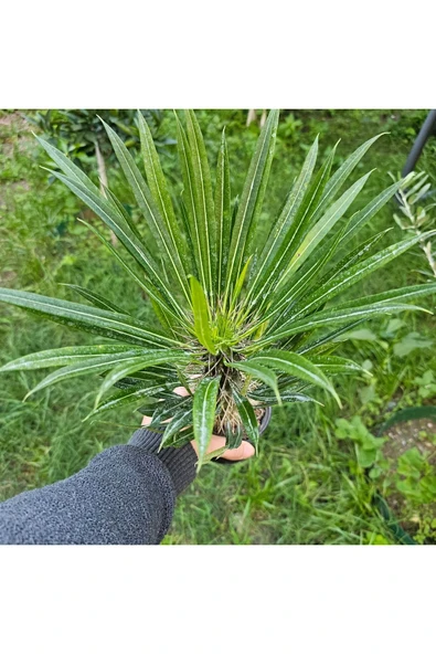 Madagaskar Palmiyesi 20 cm 12 lik Saksıda - Resim 3
