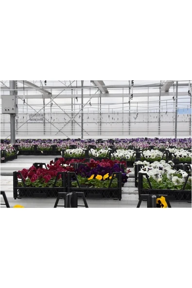 10 Adet Karışık Çiçek Ve Kaktüs Sukulent ürün görseli 1