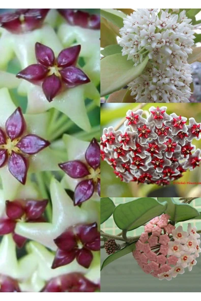 4 çeşit mum çiçeği 4 ayrı saksıda özel renkler - Resim 3