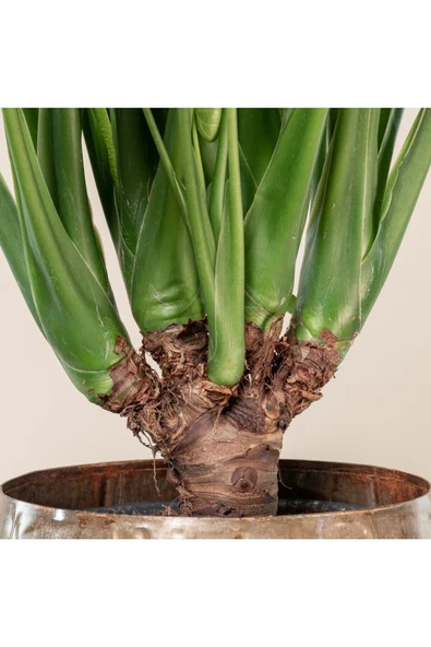 Alocasia Cucullata Fil Kulağı - Resim 5