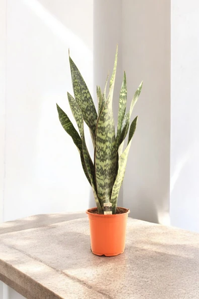 150-200 cm Dev Jamaika Paşa Kılıcı Türkiye de yalnızca bizde Sansevieria trifasciata Jamaiquina - Resim 2