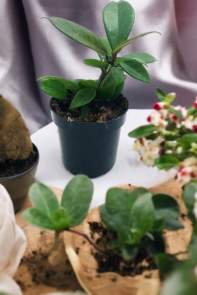 Orta boy mum çiçeği çiçek resmi 2. görselde q75 - Resim 3