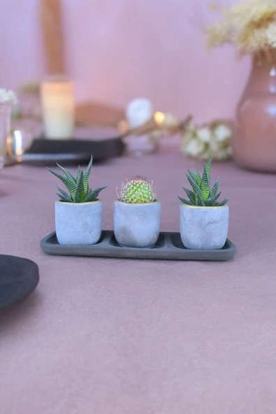 Üçlü taş saksıda kaktüs sukulent seti 01 - Resim 7