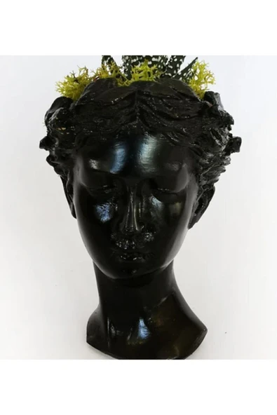 Atena Serisi Haworthia - Resim 3