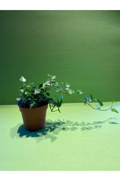 Hedera Sarmaşığı Canlı Bitki ürün görseli