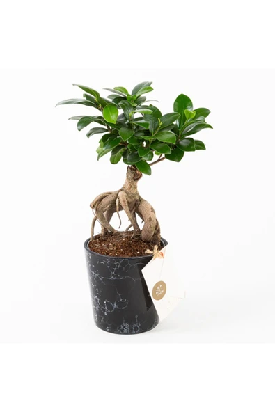 Dekoratif Porselen Saksıda Bonzai ürün görseli