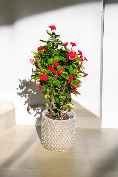 Hisar Gold Saksıda Hediyelik Dikenler Tacı Kırmızı 30-40 cm ürün görseli