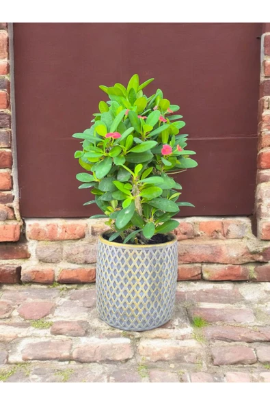 Dekoratif mozaik saksıda dikenler tacı - Resim 4