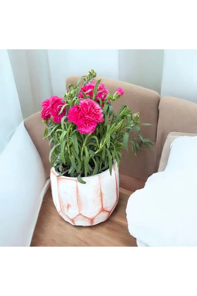 Fuşya RenkKaranfil Dekoratif Saksıda - Resim 2