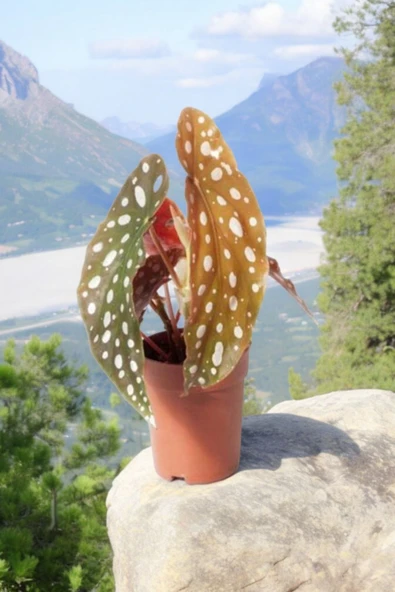 Melek Kanatları Çilli Begonya Begonia 01cib - Resim 4