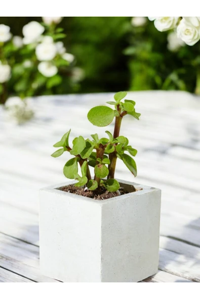 Mini Taş Saksıda Para Bonsai ürün görseli