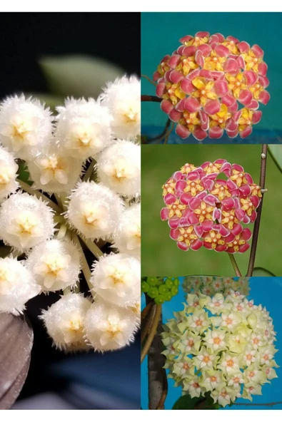 4 çeşit özel tür mum fidanı 4 ayrı saksıda - Resim 2