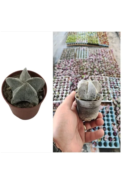 Papaz Takkesi Kaktüsü 6.5 Saksıda ürün görseli 1