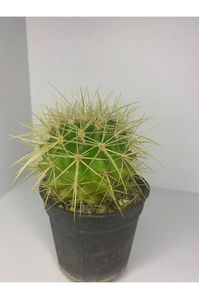 Echinopsis Altın Fıçı