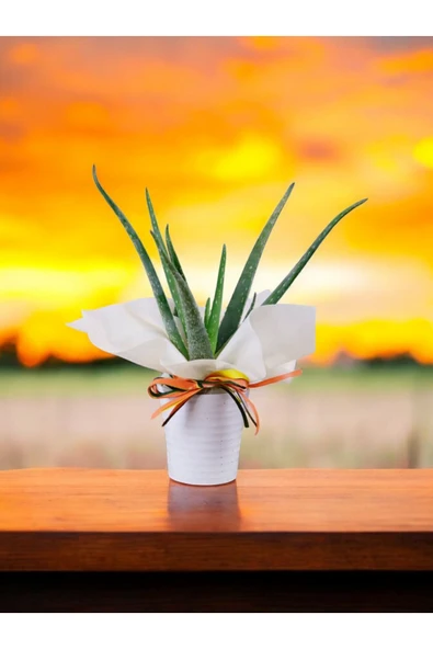 Hediyelik Aloevera ( Sevdiklerinize Sağlık Gönderme Zamanı ) No 5 - Resim 3