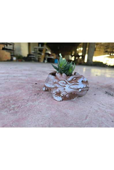 Taş Ejder Saksıda Sukulent - Resim 6