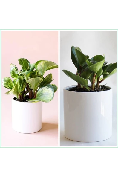 2 Tür Peperomia Umut Bitkisi Peperomya 10.5 Seramik Saksılarda ürün görseli 1