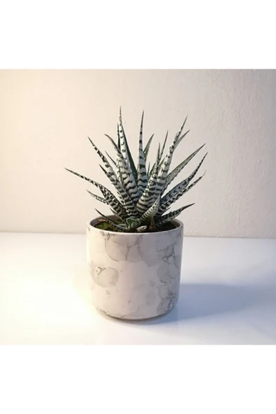 Haworthia Fasciata Alba Zebra Beyaz Seramik Saksılı ürün görseli 1