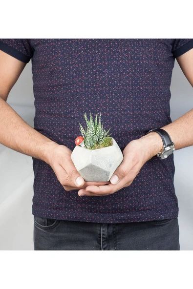 Beşgen Saksıda Haworthia - Resim 2