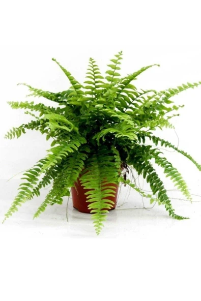 Askılı Saksıda Aşk Merdiveni Fujer ürün görseli 1