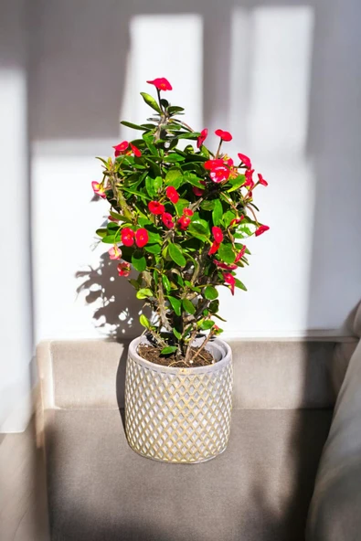 Hisar Gold Saksıda Hediyelik Dikenler Tacı Kırmızı 30-40 cm - Resim 4