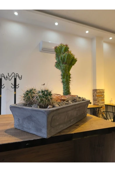 Dekoratif Gri-Gold Taş Saksıda Kaktüs Aranjmanı - Resim 6