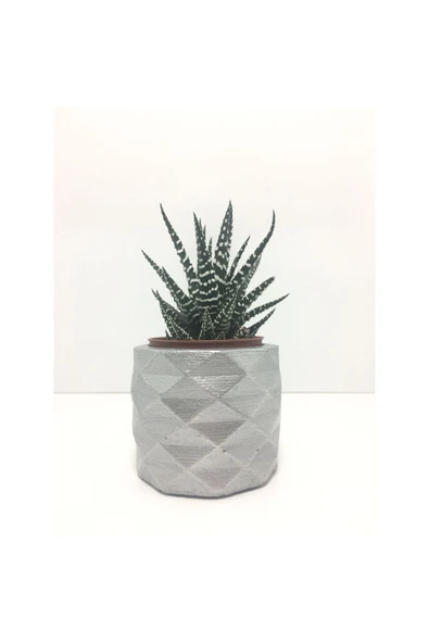 Geometrik Beton Saksı Ve Canlı Sukulent - Ye1606 - 1