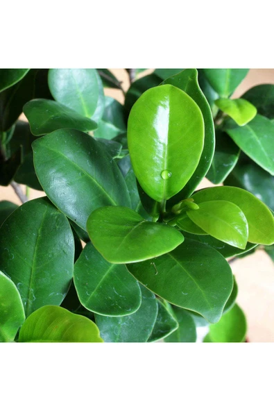 Dekoratif Saksıda Ficus Bonsai - Resim 2