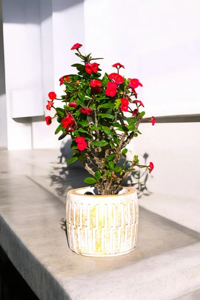 Akgold Roma Saksıda Hediyelik Dikenler Tacı Kırmızı 30-40 cm - Resim 4