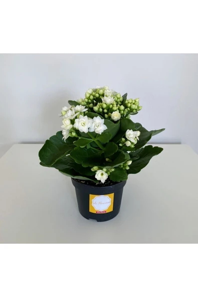 Kalanşo Çiçeği - Kalanchoe Çiçeği Beyaz ürün görseli 1