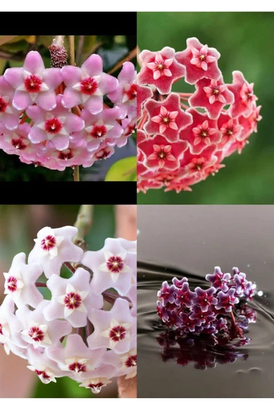 4 renk mum çiçeği beyaz, pembe, turuncu, mor - Resim 3