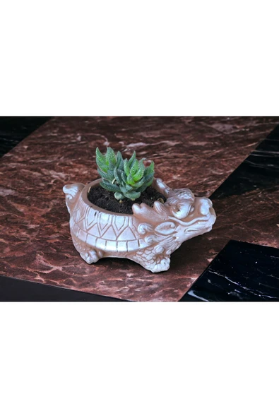 Taş Ejder Saksıda Sukulent ürün görseli 1