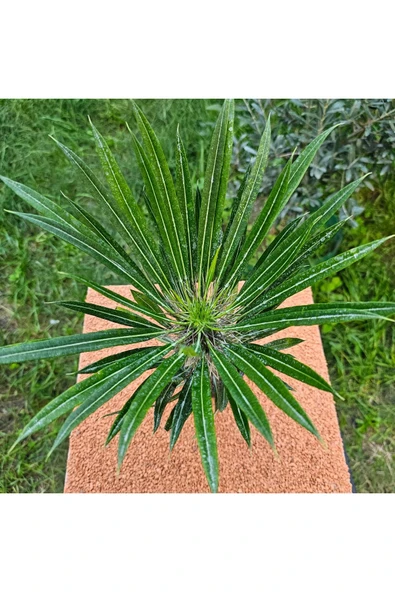 Madagaskar Palmiyesi 20 cm 12 lik Saksıda ürün görseli