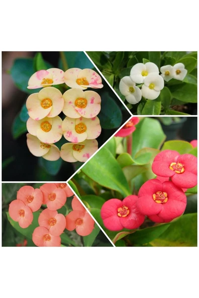 4 Adet Dikenler Tacı Sarı-Kırmızı-Pembe-Beyaz Doğa Flora