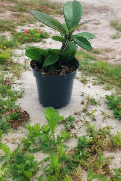 Orta boy mum çiçeği çiçek resmi 2. görselde q75 - Resim 4