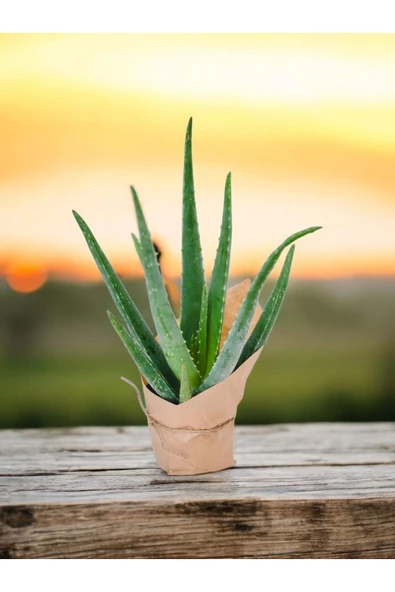 Hediyelik Aloevera ( Sevdiklerinize Sağlık Gönderme Zamanı ) No1 - Resim 2