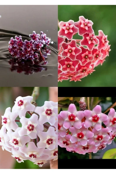 4 renk mum çiçeği beyaz, pembe, turuncu, mor - Resim 4