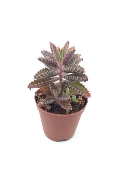 Kalanchoe Daigremontiana Sukulent - 1