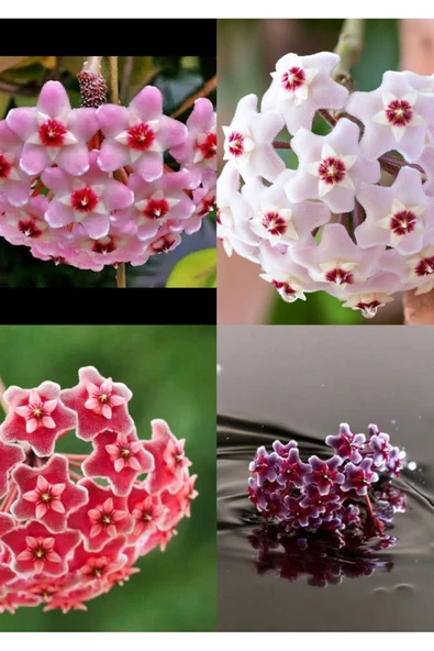 4 renk mum çiçeği beyaz, pembe, turuncu, mor - Resim 2