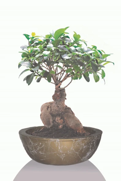 Büyük Boy Bonsai Saksı, Gold Geniş Saksı ürün görseli 1