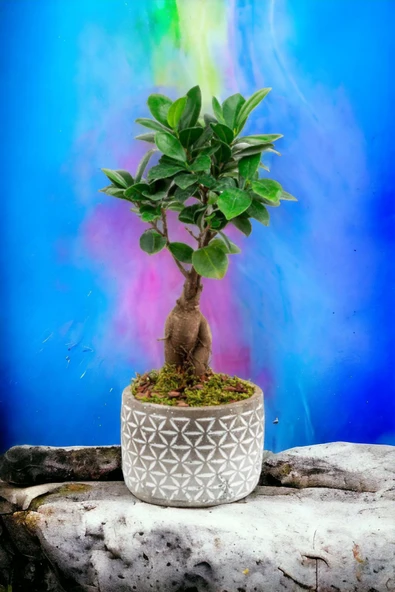 Dekoratif saksıda Bonsai - Resim 3