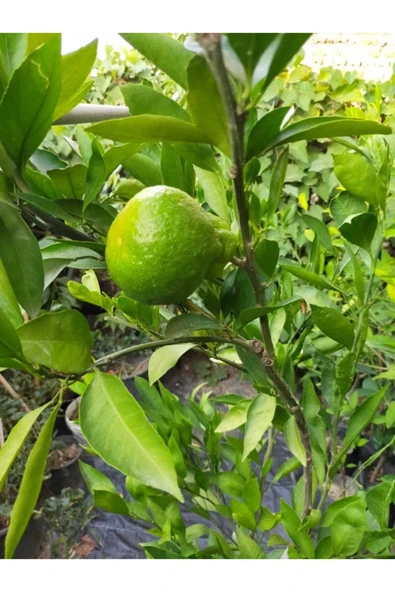 Mandalina Fidanı (RİZE MANDALİNASI) - Resim 3