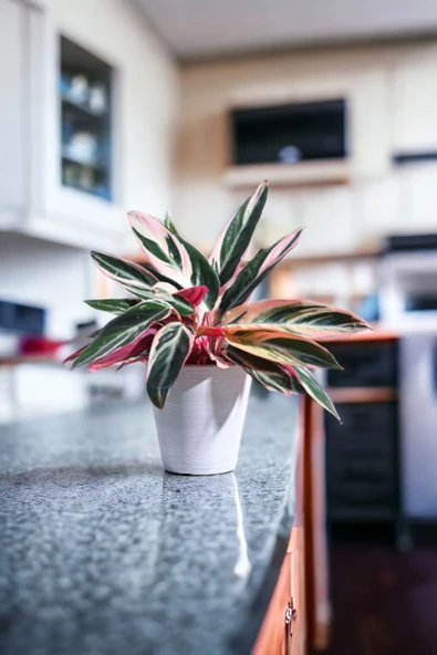 Taş Saksıda stromanthe dua çiçeği bitkisi - Resim 2