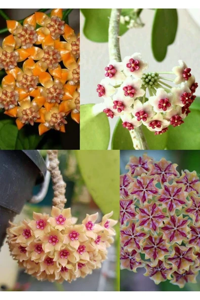 4 çeşit mum çiçeği 4 ayrı saksıda - Resim 3