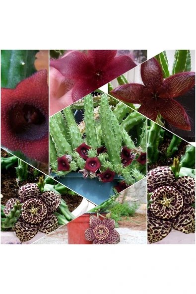 3 Çeşit Leş Kaktüsü 5.5 Saksıda ürün görseli 1