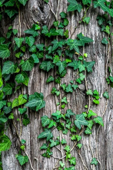 2'li Duvar Sarmaşığı (Hedera helix) ? - Resim 4