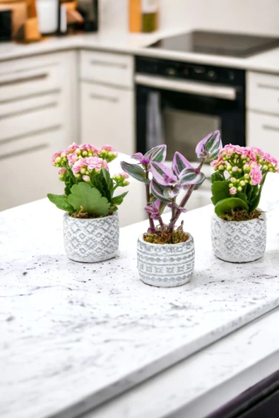 3 Adet Otantik Saksıda Çiçek Aranjmanı - Resim 4