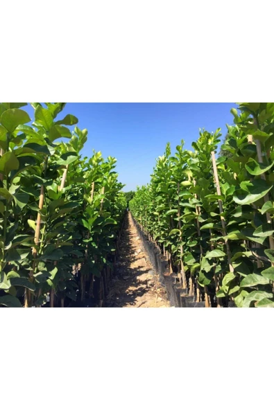 Robinson Mandalina Fidanı - Resim 2